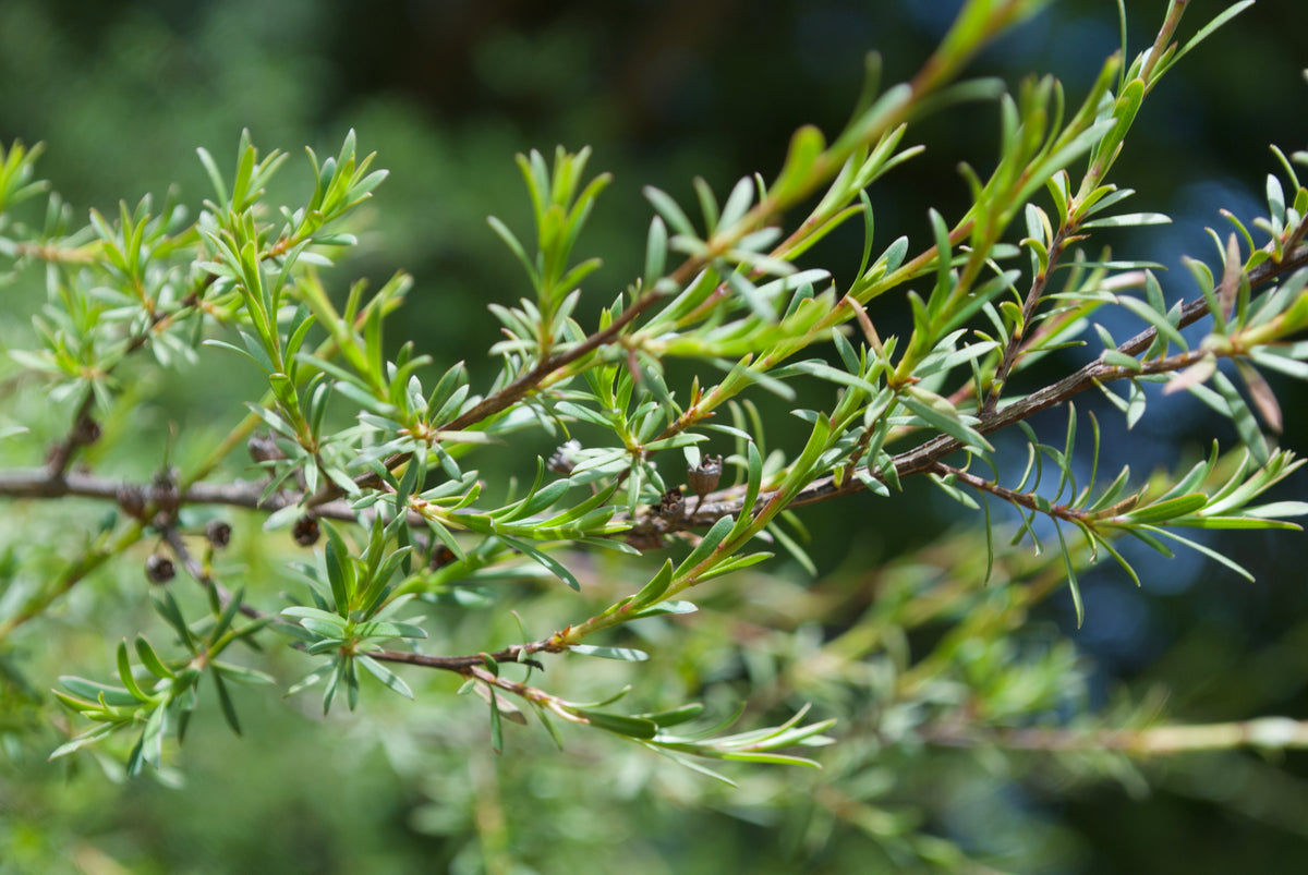 Afbeelding van een Manuka-plant. Manuka-olie is het belangrijkste ingrediënt van FunghiClear en perfect in de strijd tegen schimmelinfecties aan de teennagels.